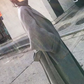 Gray Coat